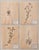 An early 20th-century framed herbarium composed of four pressed botanical sheets, each presenting a carefully mounted...