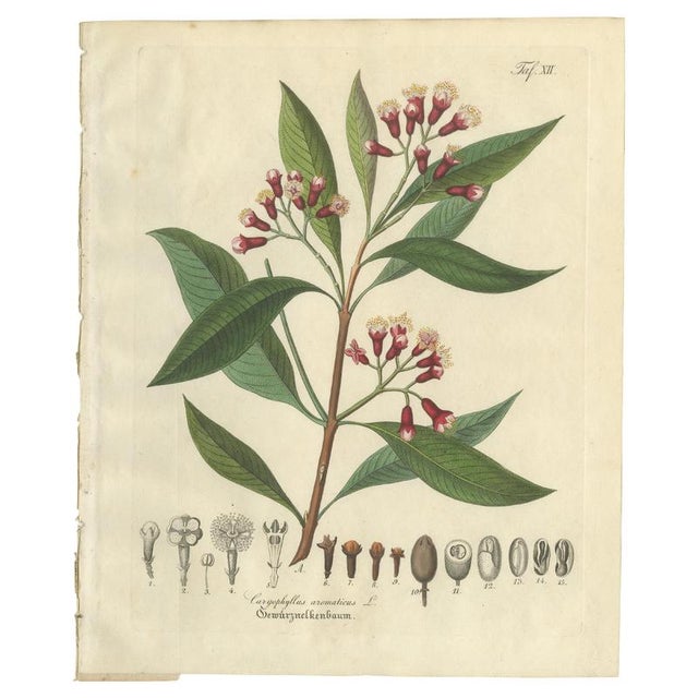 Antique Clove Botanical Print, Caryophyllus Aromaticus, Hand Colored, c.1831 This strong and visually engaging botanical...