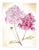 Vintage Style Floral, Peonies Original Mixed Media Drawing by Kathleen Ney For Sale