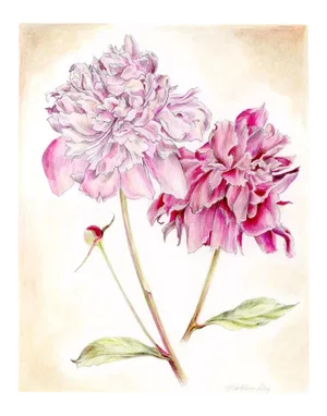 Vintage Style Summer Floral, Peonies Original Mixed Media Drawing by Kathleen Ney