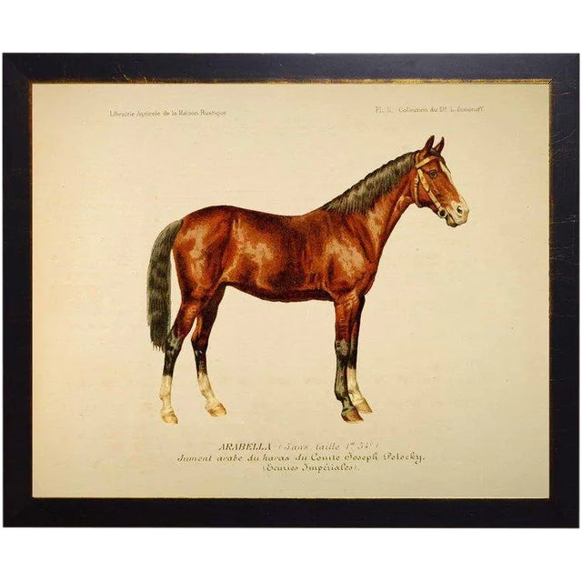 Wendel the Horse Bookplate 30x24 For Sale