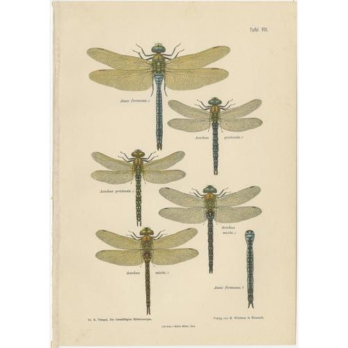 Dragonflies of Central Europe, 1908, Lithograph, Set of 3 For Sale - Image 3 of 14