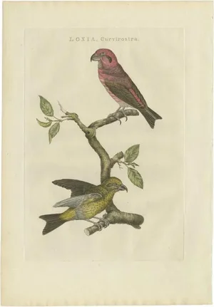 Sepp & Nozeman, Bird Illustration of the Crossbill, 1797, Print