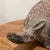 Vintage Mesoamerican Armadillo Terra Cotta Pottery Vessel Garden Sculpture For Sale In Chicago - Image 6 of 12