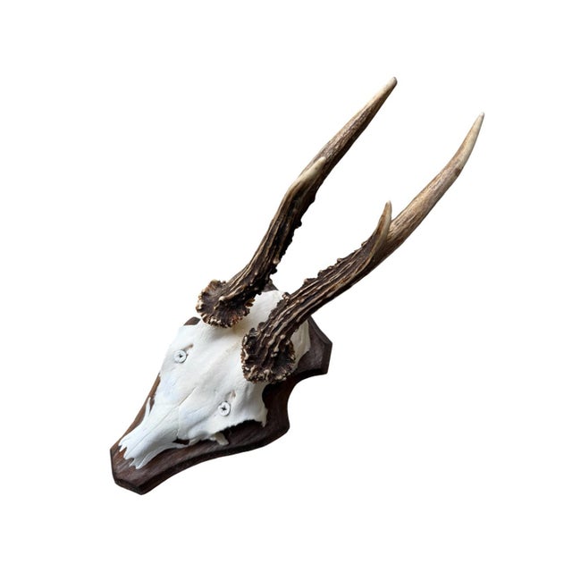 Roe Deer Trophy on wood plaque.