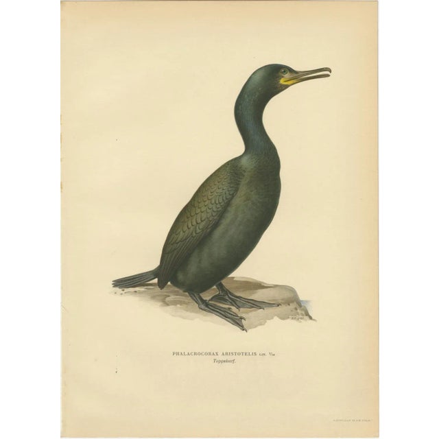 Antique Cormorant Bird Lithographs, Sweden, 1929, Set of 3 For Sale - Image 4 of 9