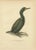 Antique Cormorant Bird Lithographs, Sweden, 1929, Set of 3 For Sale - Image 4 of 9