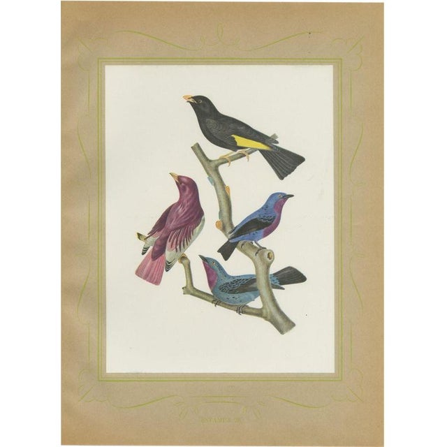 After Descourtilz, Purple-Throated and Other Cotingas, 1944, Paper For Sale - Image 12 of 12