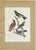 After Descourtilz, Purple-Throated and Other Cotingas, 1944, Paper For Sale - Image 12 of 12