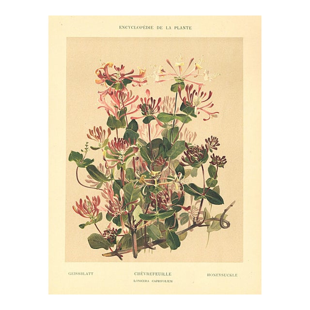 1903 Antique French Botanical Chromolithograph-Honeysuckle-Documentation For Sale