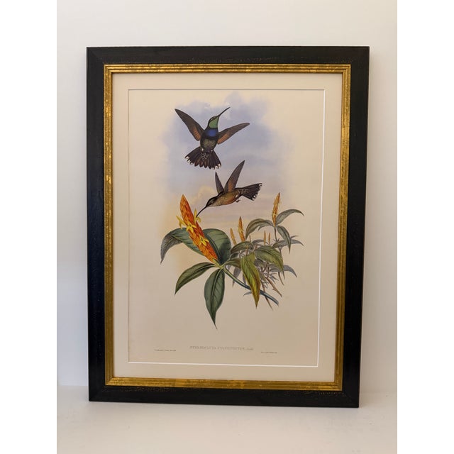 1990s Framed Print, Blue Breast or Sternoclyta Cyaneipectus (Plate 58 Hill House Edition) Reproduction Print After John Gould For Sale - Image 9 of 9