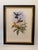 1990s Framed Print, Blue Breast or Sternoclyta Cyaneipectus (Plate 58 Hill House Edition) Reproduction Print After John Gould For Sale - Image 9 of 9