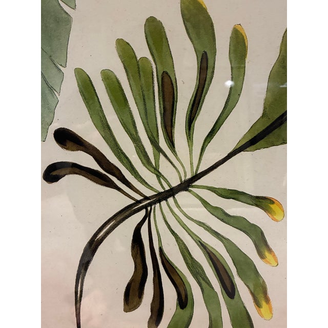 Illustration Oversized Natural Curiosities Harvey Seaweeds 11 Botanical Print – Framed For Sale - Image 3 of 7