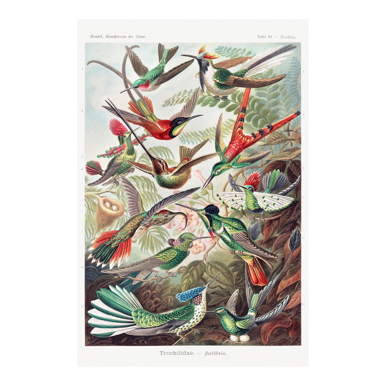 Hummingbirds Vintage Art Print Reproduction, 24″ × 36″ | Chairish