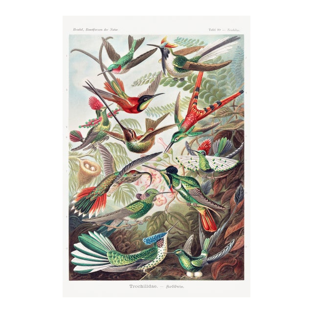Hummingbirds Vintage Art Print Reproduction, 24″ × 36″ For Sale