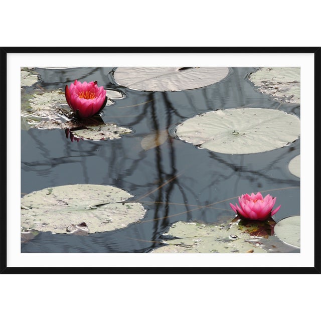 "Lotus Pond" Contemporary Color Photograph by Dorothy Solomon For Sale