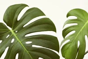 Verdure 6 by Alicia Bock Print, 24" x 36"