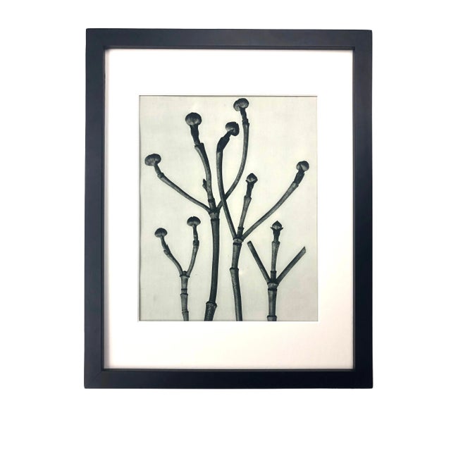 Framed Antique Botanical Blossfeldt Print - No. 18 For Sale