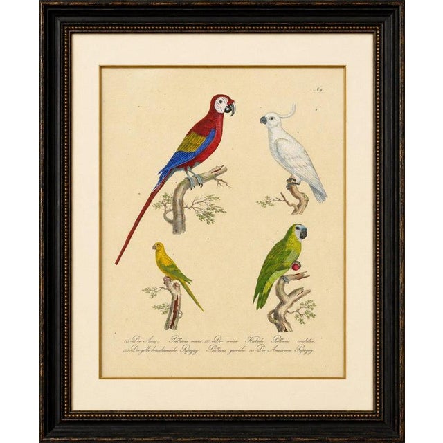 Macaw, Cockatoo & Amazon Parrots, Brodtmann Hand-Colored Lithograph, 1816 This vibrant original hand-colored lithograph...