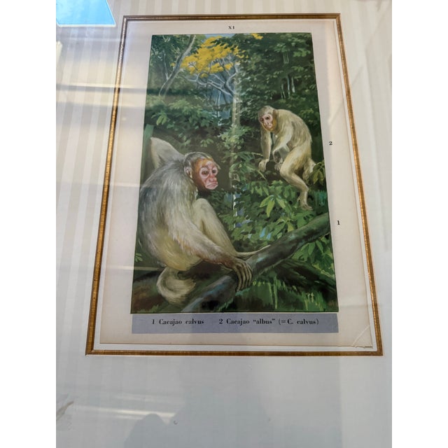 Realism Antique Print of Two Cacajao Calvus Monkey Numbered Print in Color XI For Sale - Image 3 of 3