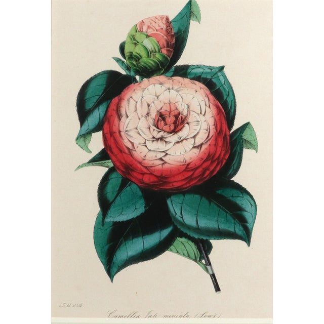 Antique Botanical Prints by Sir Joseph Paxton From the Magazine of Botany For Sale - Image 4 of 17