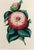 Antique Botanical Prints by Sir Joseph Paxton From the Magazine of Botany For Sale - Image 4 of 17