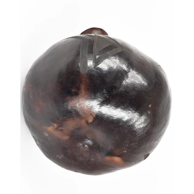 The calabash, also known as the bottle gourd, holds a remarkable historical significance, marking human migration across...