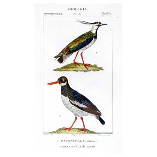 Pierre Jean François Turpin, Grallae, Zoology, Etching, 1831 For Sale