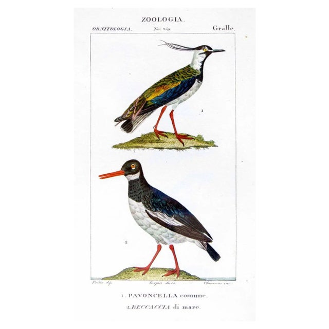 Pierre Jean François Turpin, Grallae, Zoology, Etching, 1831 For Sale