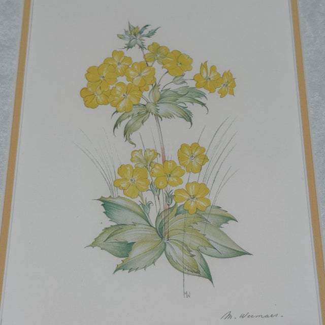 Yellow Title: Vintage Margot Weemaes Primula Kewensis Botanical Print 1981 Framed For Sale - Image 8 of 11