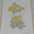 Yellow Title: Vintage Margot Weemaes Primula Kewensis Botanical Print 1981 Framed For Sale - Image 8 of 11