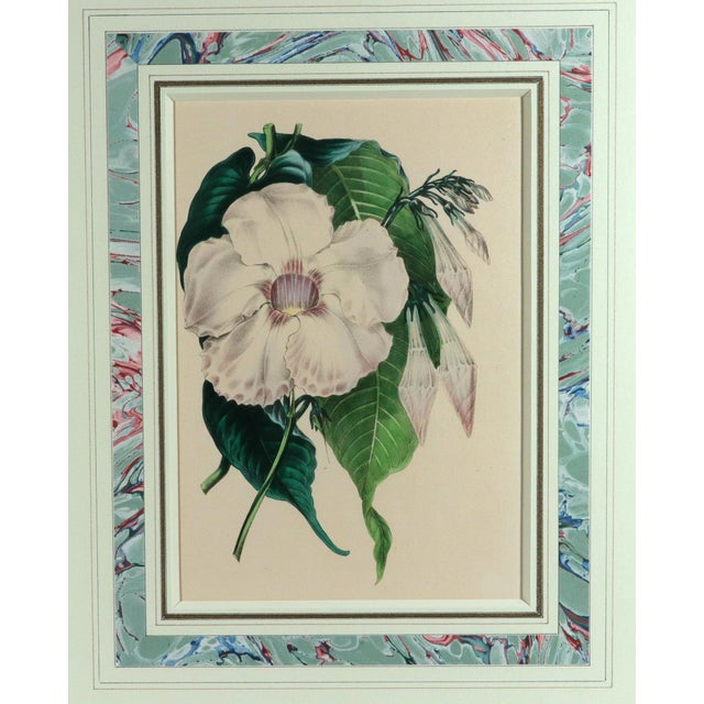 Antique Botanical Prints by Sir Joseph Paxton From the Magazine of Botany For Sale In Philadelphia - Image 6 of 16