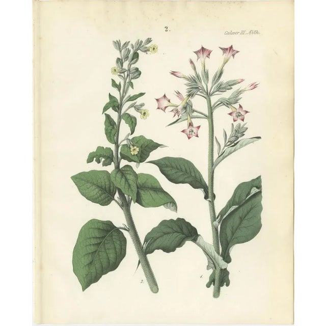 Carl Georg Calwer, Botanical Illustration of Nicotiana Tabacum and Nicotiana Rustica, 1854, Hand-Colored Lithograph For Sale - Image 4 of 6