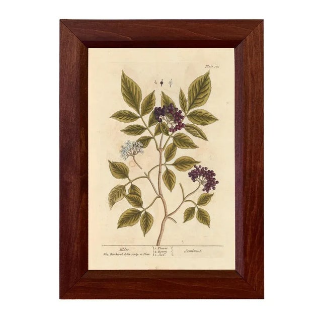 Set of 4 Winter Botanical Framed Prints, Wood Frame For Sale - Image 4 of 7