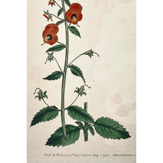 Antique Original Hand Colored Curtis Floral Botanical Etching 1798 For Sale - Image 4 of 5