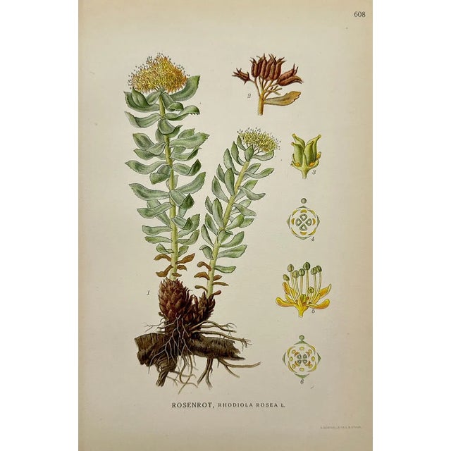 Ivory Carl Lindman Botanical Prints – Water Plants, Saxifrage & Alpine (1922), Set of 8 For Sale - Image 8 of 9