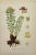 Ivory Carl Lindman Botanical Prints – Water Plants, Saxifrage & Alpine (1922), Set of 8 For Sale - Image 8 of 9