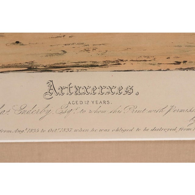 Paint Large Aquatint of the Celebrated Trotting Stallion Artaxerxes After Francis Calcraft Turner For Sale - Image 7 of 9