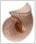 The artwork here, "Murano Glass Shell", is a wonderful depiction of a nautilus seashell, that was designed with acute...