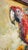 Offering a vintage impasto oil painting of a Red Scarlet Macaw parrot, circa Late 20th Century. Signed by the artist. This...