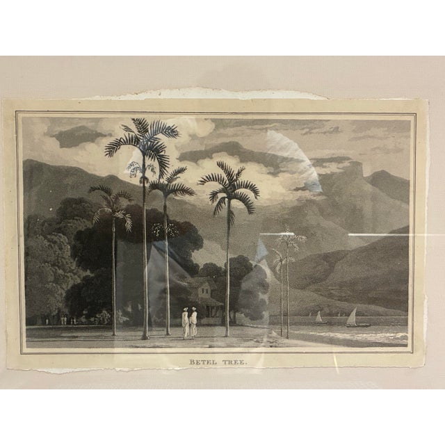 Decorative framed botanical landscape print by Natural Curiosities, reproducing a historical engraving titled “Betel...