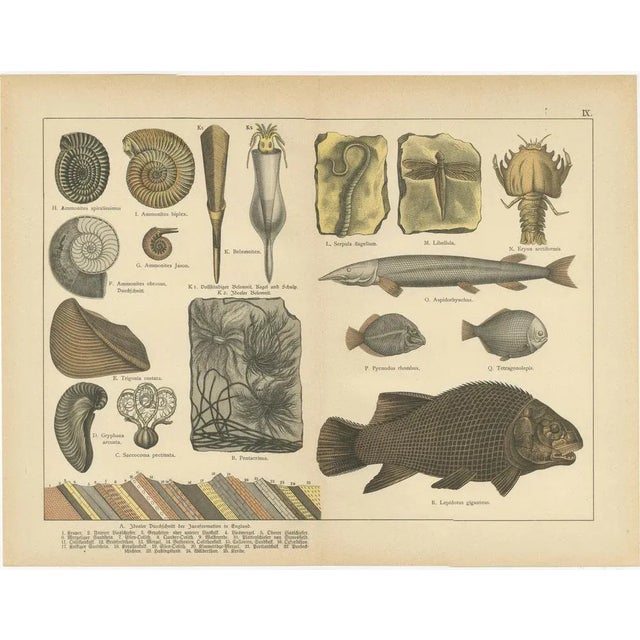 Antique fossil plates – ammonites, ichthyosaurus, archaeopteryx, c.1880 this pair of antique chromolithograph plates...