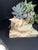 Boho Chic Celestial Meets the Sea Succulent Arrangement For Sale - Image 3 of 6