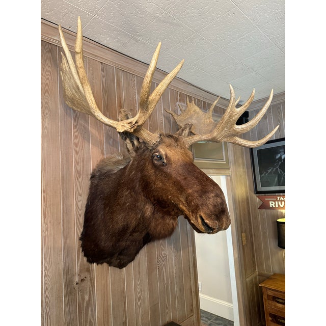 Mid 20th Century Taxidermy Moose Head and Shoulder Mount With Antler ...