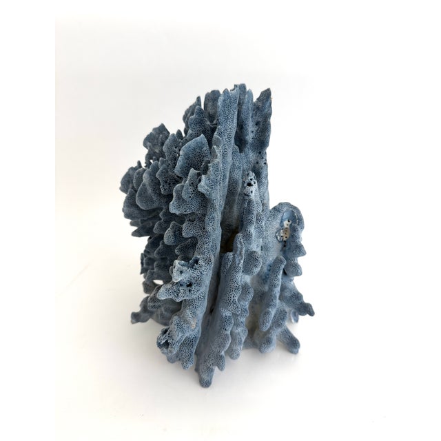 Natural Blue Coral Specimen Coastal Decor For Sale In Los Angeles - Image 6 of 11