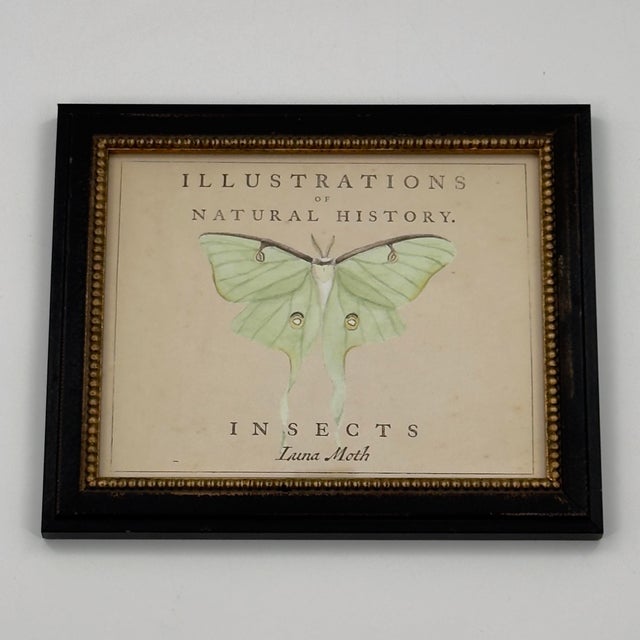 1990s Vintage Luna Moth Natural History Insect Print For Sale - Image 5 of 7