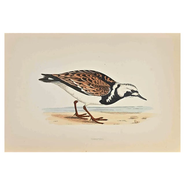 Alexander Francis Lydon, Turnstone, Woodcut Print, 1870 For Sale