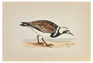 Alexander Francis Lydon, Turnstone, Woodcut Print, 1870