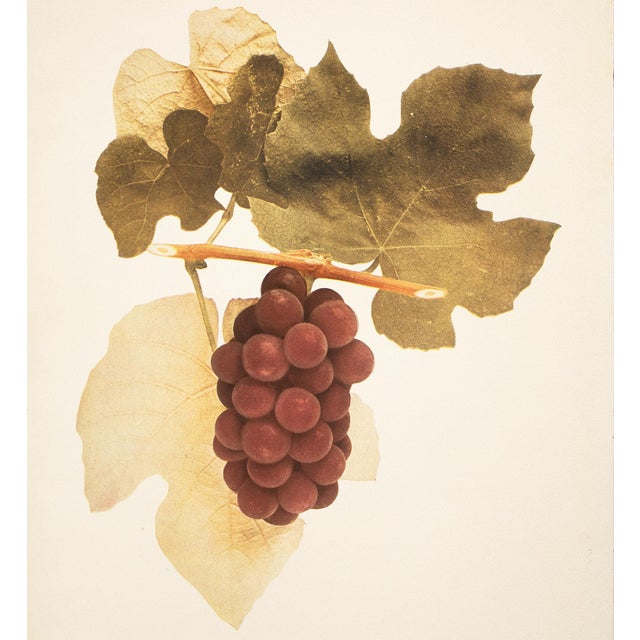 1900 - 1909 1900s U. P. Hedrick, Original Antique Photogravure of Dracut Amber Grapes For Sale - Image 5 of 7