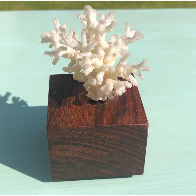 Nautical 1970s Mounted Coral Fossil Specimens- Set of 2 For Sale - Image 3 of 12